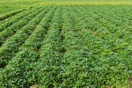 sweet potato crop grow in gardenの写真素材