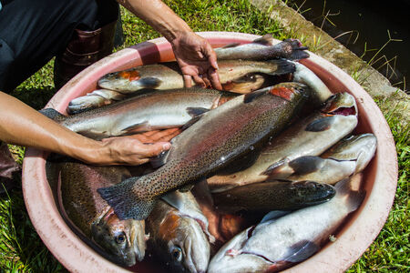 Rainbow Troutの写真素材
