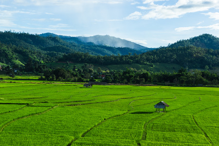 Huts in rice field at northern of Thailand の写真素材