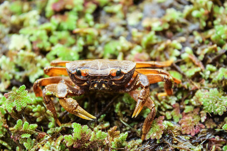 Beccumon alcockianum ,River crab in nature for background use の写真素材