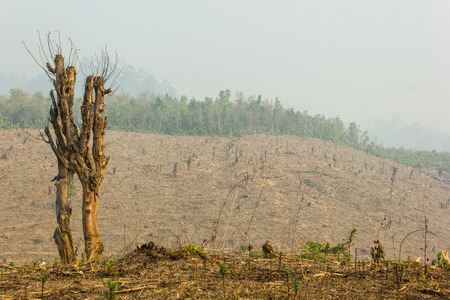Slash and burn cultivation, rainforest cut and burned to plant crops, Thailand の写真素材