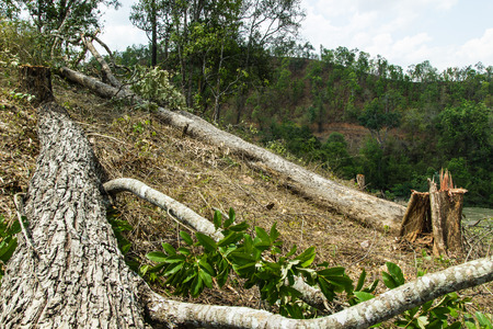 Slash and burn cultivation, rainforest cut and burned to plant crops, Thailand の写真素材