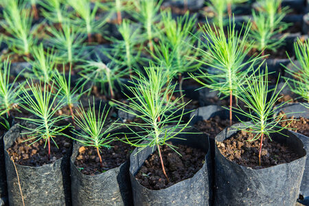Seedlings in the  in greenhouse nursery の写真素材