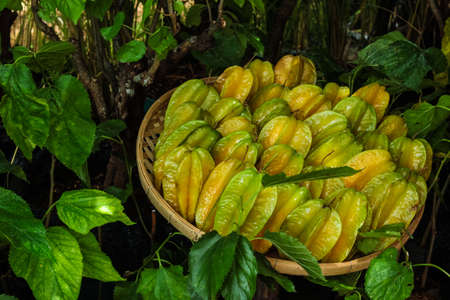 Star apple fruit in container ,at thailand  の写真素材