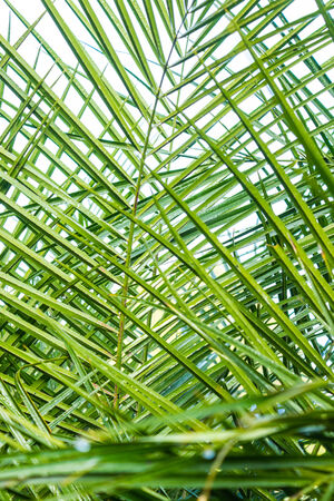 Arecaceae or Palmae,ARECACEAE  PALMAE の写真素材