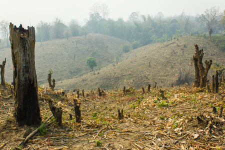 Slash and burn cultivation, rainforest cut and burned to plant crops, Thailand の写真素材