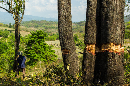 Slash and burn cultivation, rainforest cut and burned to plant crops, Thailand 