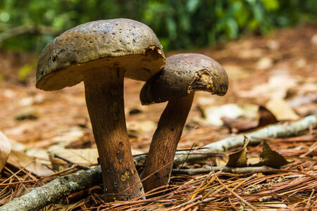 Wild Mushroom growing among vegetation, Chiangmai, Thailand の写真素材