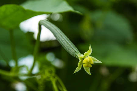 zucchini, its flower and leaves in gardenの写真素材