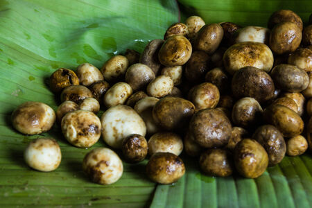 Astraeus hygrometricus, Black Barometer Earthstars Mushrooms in  , Chiang Mai ,Thailand の写真素材