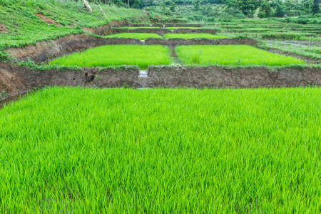 Rice seedling in warter  at fieldの写真素材