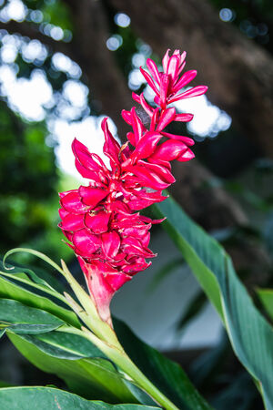 Beautiful red ginger flower in the garden  の写真素材