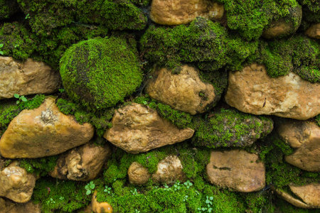 Old stone wall with moss の写真素材