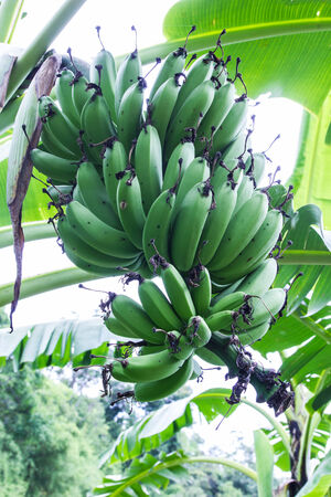 Many children in the same raw banana の写真素材