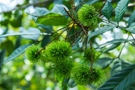 Tropical fruit, young rambutan on tree の写真素材