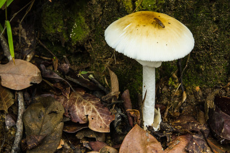 Wild Mushroom growing among vegetation, Chiangmai, Thailand の写真素材