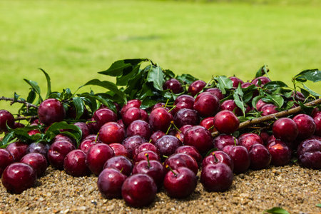 Fresh plum on sandの写真素材