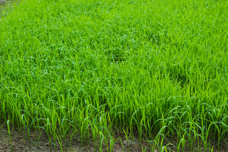 The rice seedlings vegetate in water  の写真素材