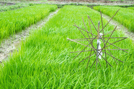 The rice seedlings vegetate in water  の写真素材