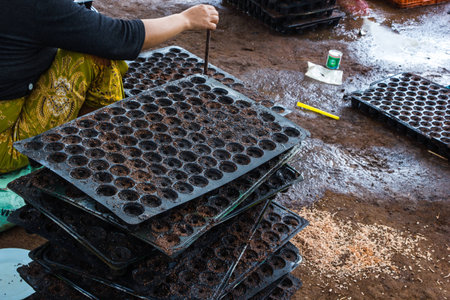 Drops seeds into the tray in nursery の写真素材