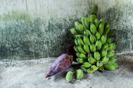 Nice form of fresh banana の写真素材