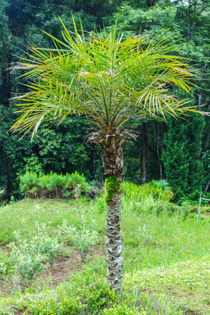 Pygmy Date Palm  Phoenix roebelenii  in the garden の写真素材