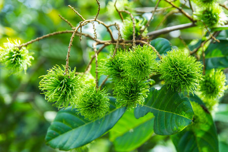 Tropical fruit, young rambutan on tree の写真素材