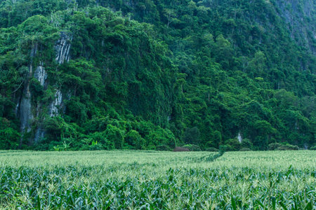 Corn farm in countryside of Thailand の写真素材