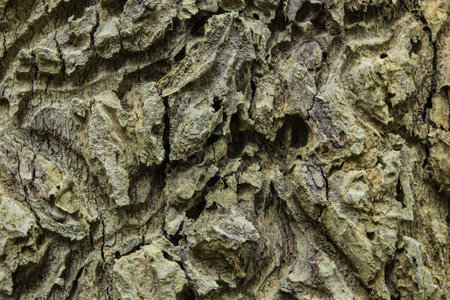 Brown bark of an old tree in the park outdoors の写真素材