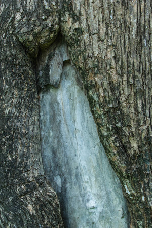 Tree bark texture の写真素材