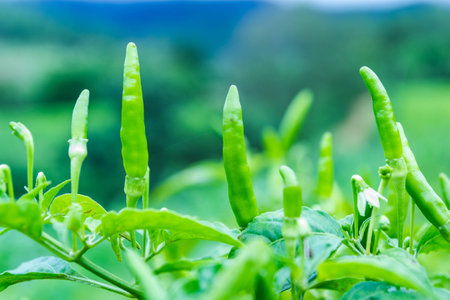 Green pepper growing on farm の写真素材