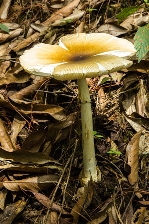 Wild Mushroom growing among vegetation, Chiangmai, Thailand の写真素材