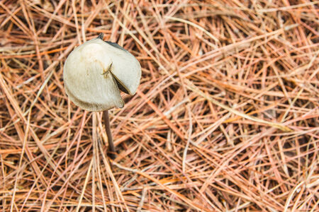 Wild Mushroom growing among vegetation, Chiangmai, Thailand の写真素材