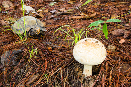 Wild Mushroom growing among vegetation, Chiangmai, Thailand の写真素材