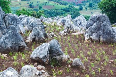 Green rice field with beautifull rocks on mountainsの写真素材