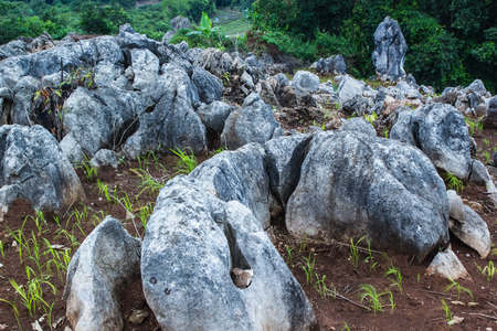 Green rice field with beautifull rocks on mountainsの写真素材