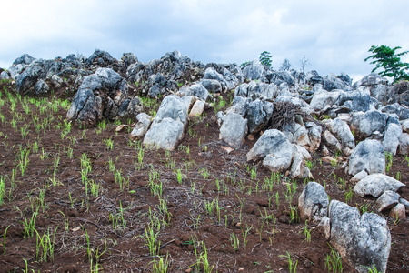 Green rice field with beautifull rocks on mountainsの写真素材