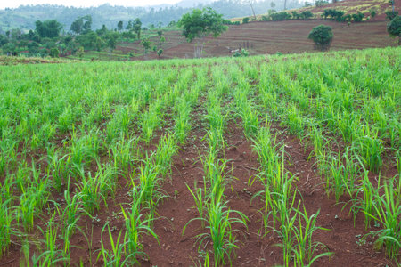Green crops growing rainfed mountain の写真素材