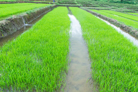 Rice seedling in warter  at fieldの写真素材