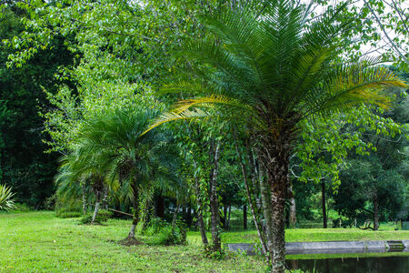 Pygmy Date Palm  Phoenix roebelenii  in the garden の写真素材