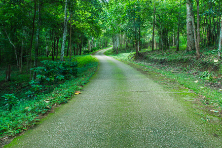 Path through wild forest with mossy  and green folliage in Thailand の写真素材