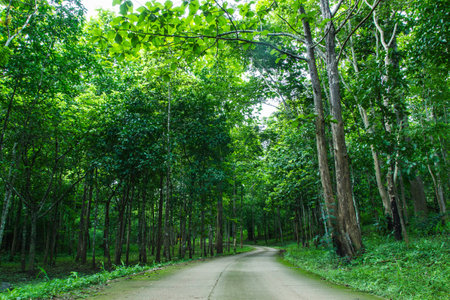 Path through wild forest with mossy  and green folliage in Thailand の写真素材