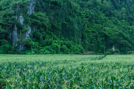 Corn farm in countryside of Thailand の写真素材