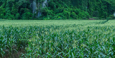 Corn farm in countryside of Thailand の写真素材