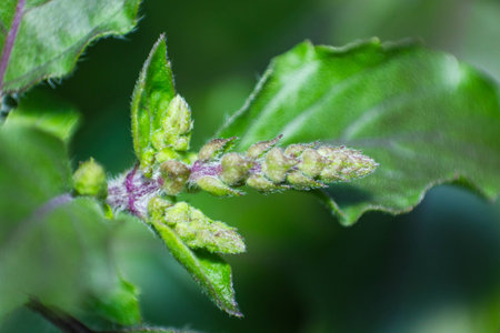 Fresh organic basilic leaves  Macro image  の写真素材