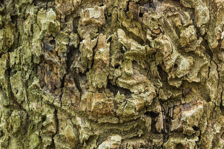 Brown bark of an old tree in the park outdoors の写真素材