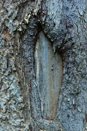 Tree bark texture の写真素材