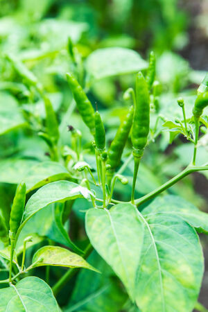 Green pepper growing on farm の写真素材