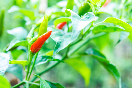 Green pepper growing on farm の写真素材
