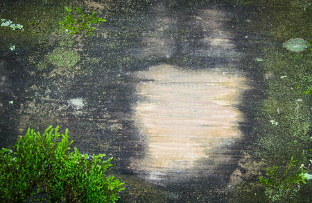moss on wood backgroundsの写真素材
